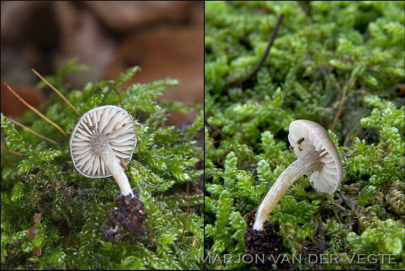 Hertensatijnzwam - Entoloma zuccherellii
